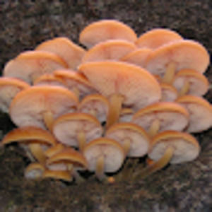 Meet your Posher, Lily